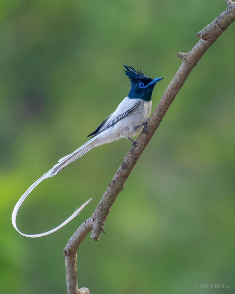 Indian Bird Photography By Abhijit Mishra