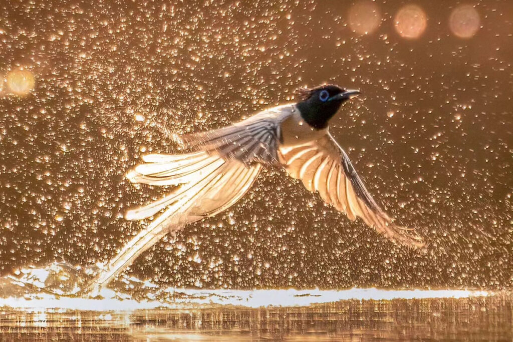 Indian Bird Photography By Abhijit Mishra
