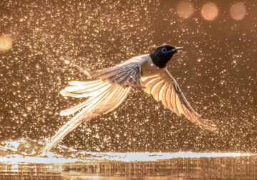 Indian Bird Photography By Abhijit Mishra