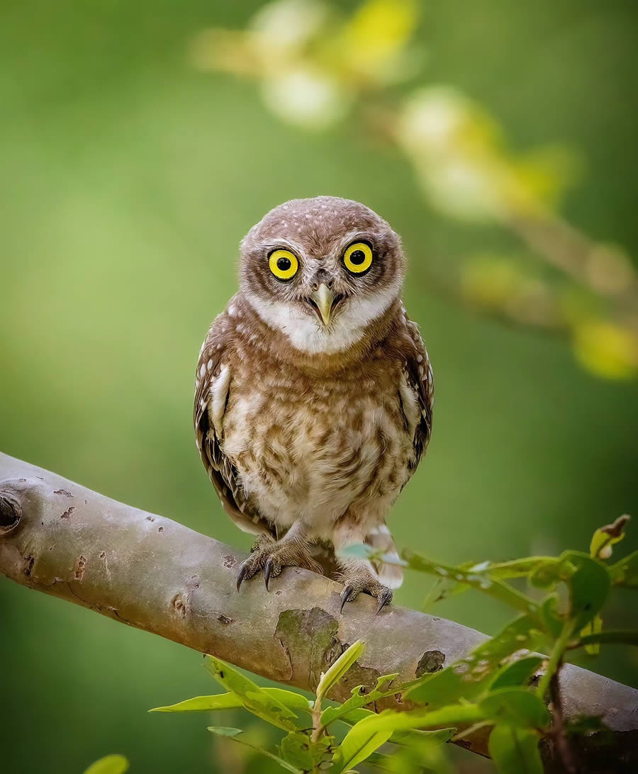 Indian Bird Photography By Arnab Roy