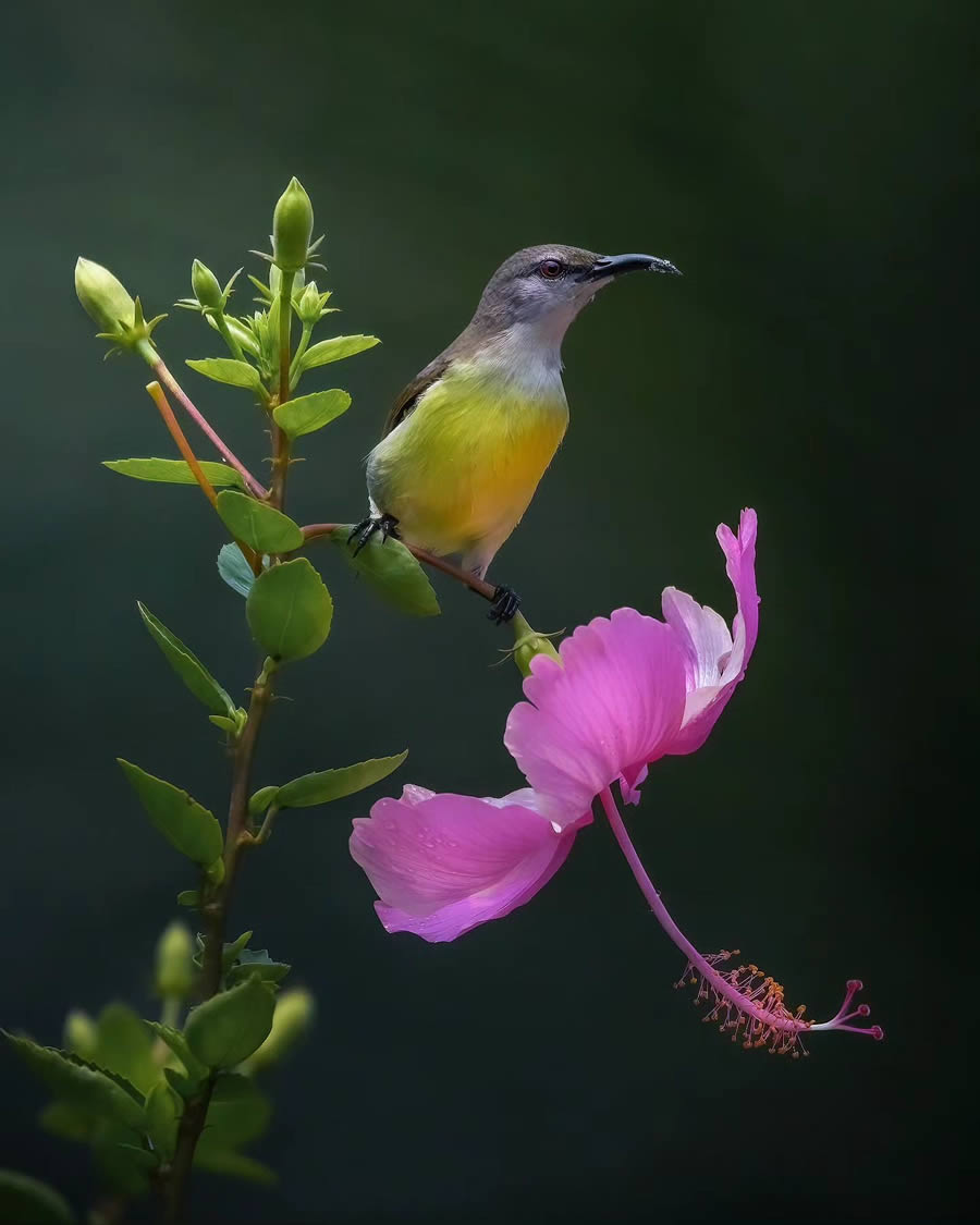 Indian Bird Photography By Arnab Roy