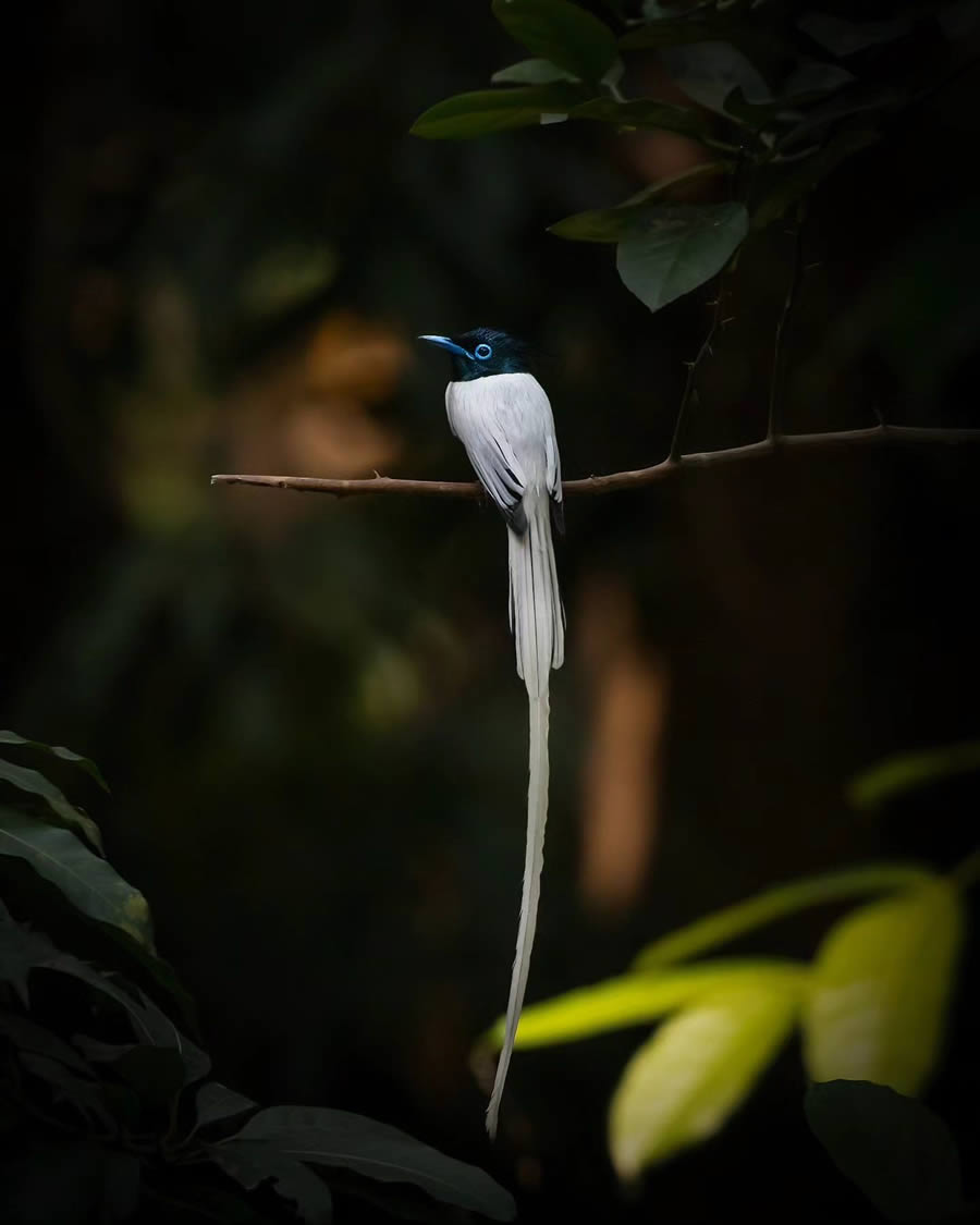 Indian Bird Photography By Arnab Roy