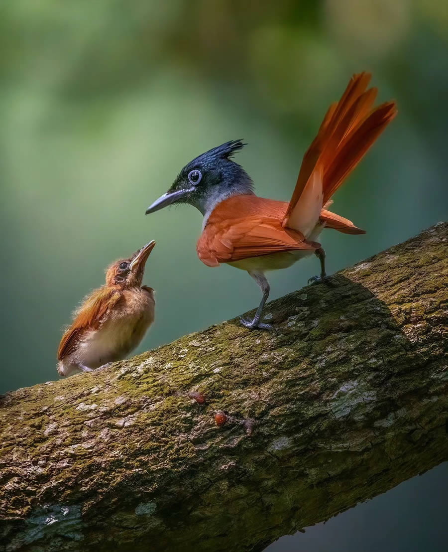 Indian Bird Photography By Arnab Roy