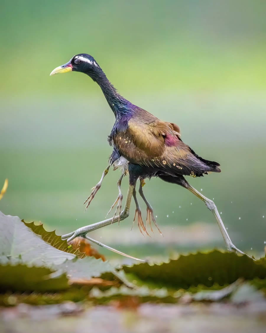 Indian Bird Photography By Arnab Roy