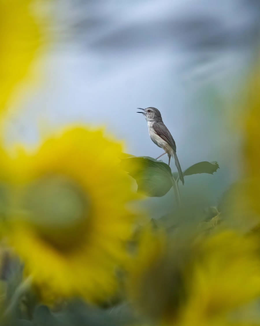 Indian Bird Photography By Arnab Roy