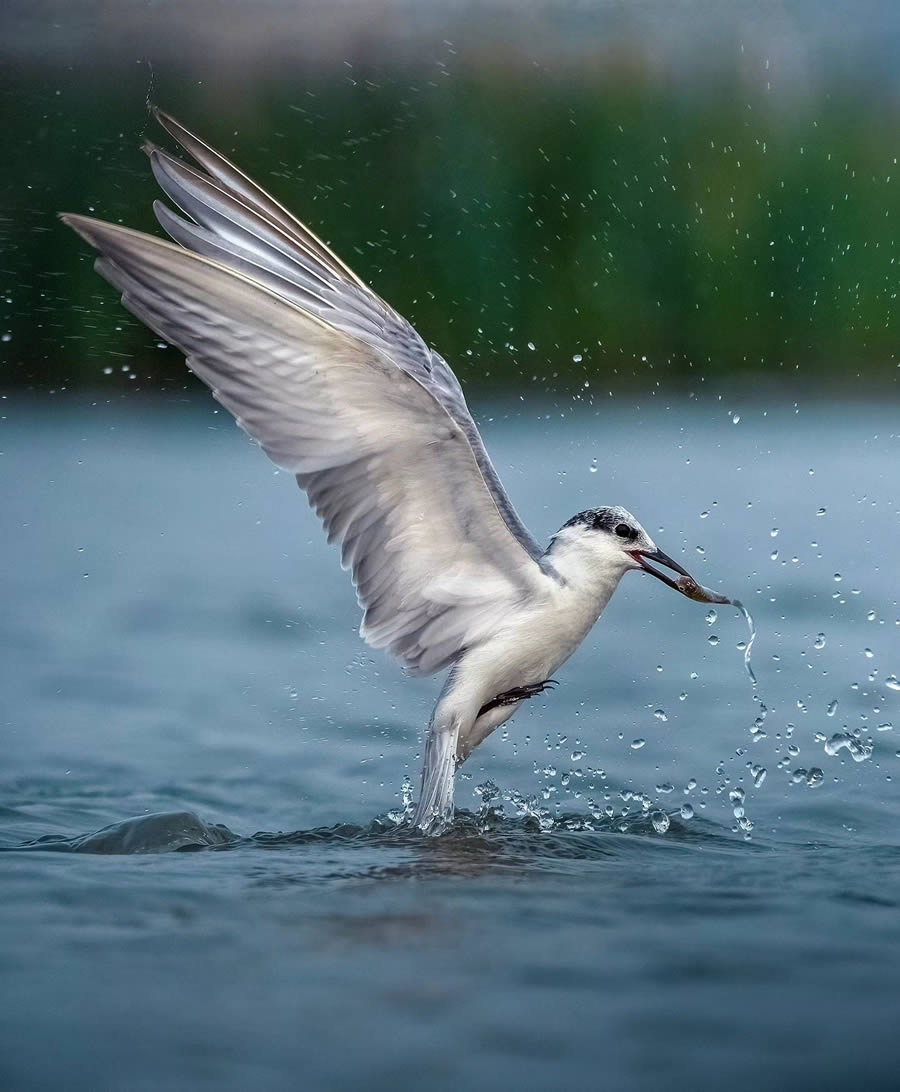 Indian Bird Photography By Arnab Roy