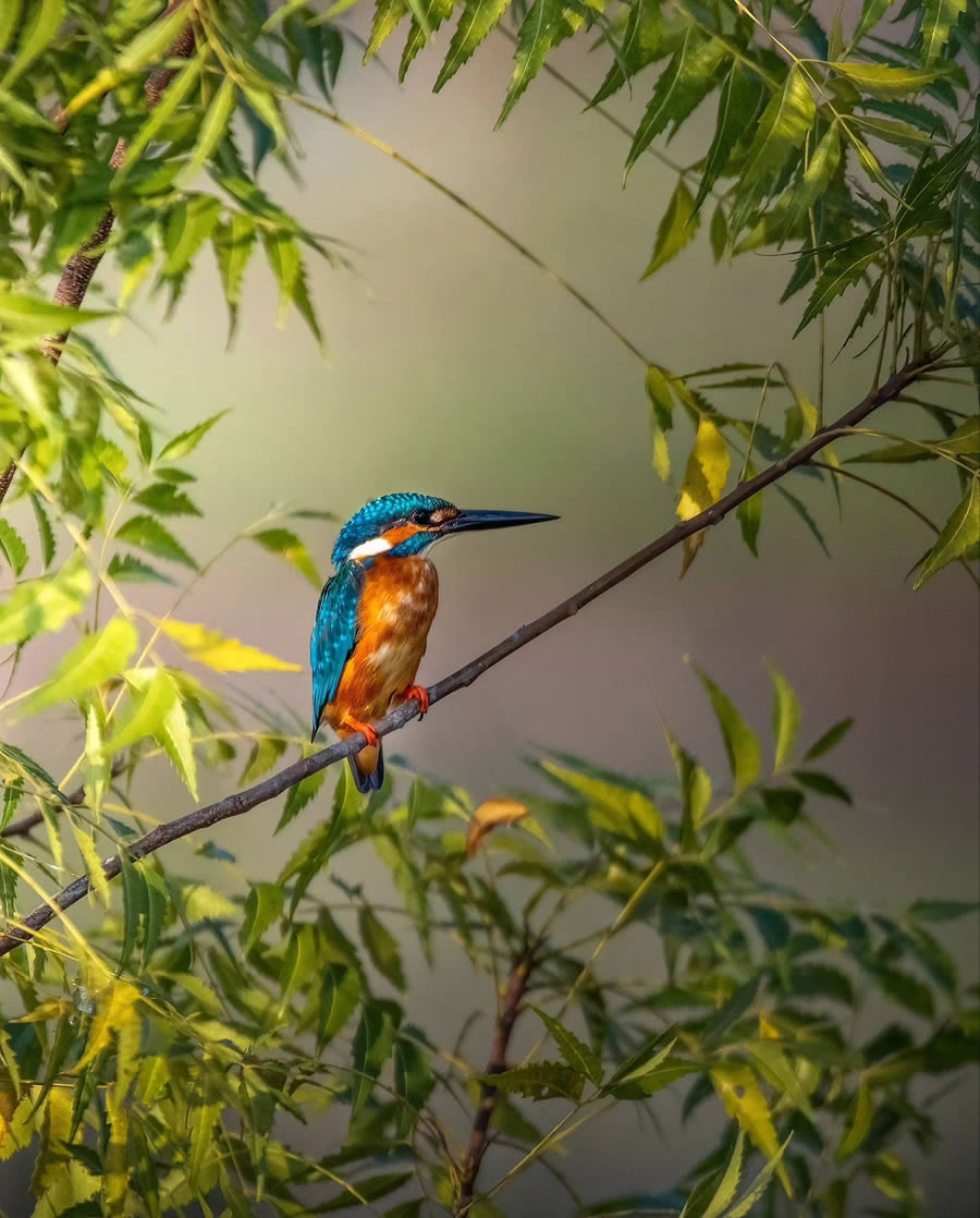 Indian Bird Photography By Arnab Roy