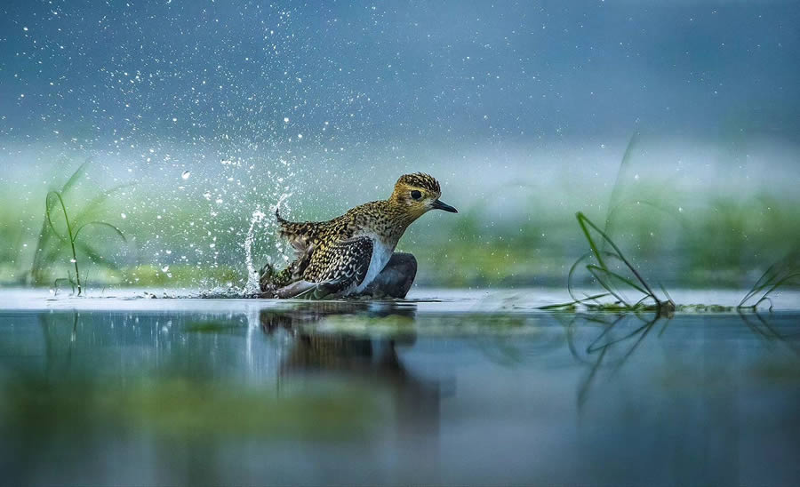 Indian Bird Photography By Arnab Roy