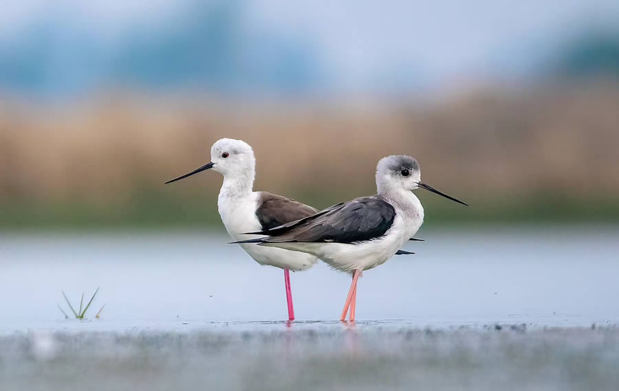 Indian Bird Photography By Arnab Roy