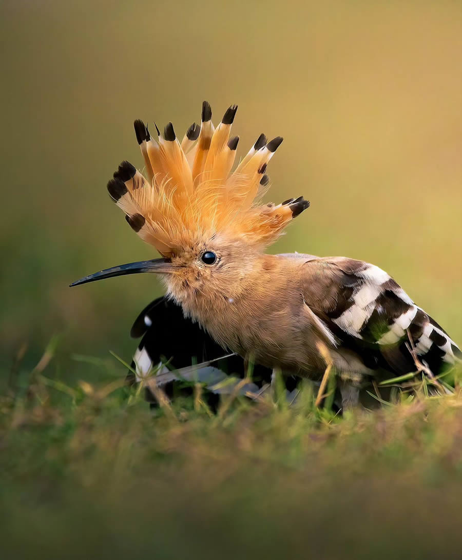 Indian Bird Photography By Arnab Roy