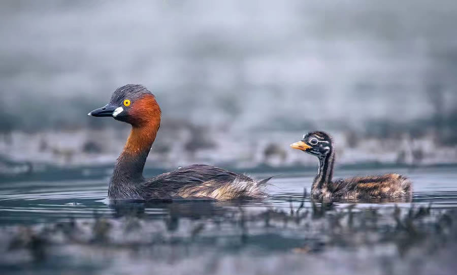 Indian Bird Photography By Arnab Roy