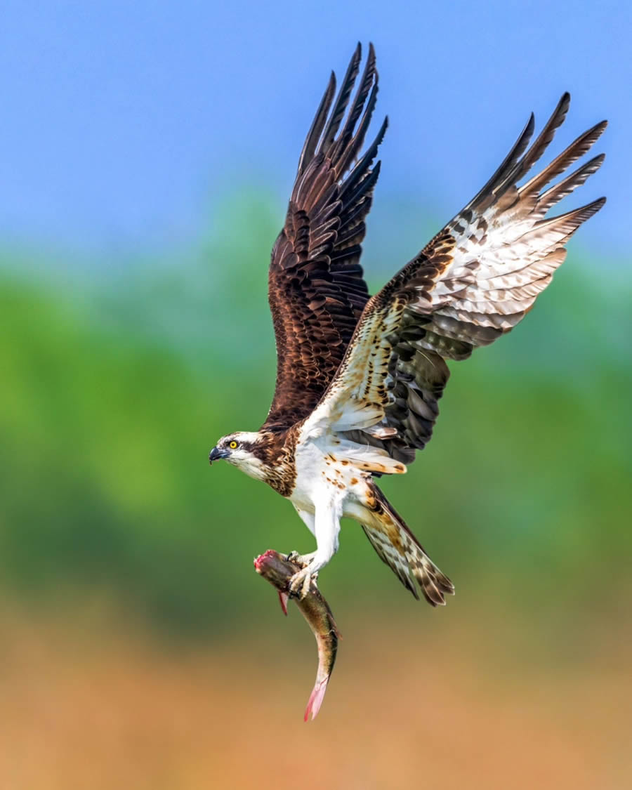 Indian Bird Photography By Kalyan Acharya