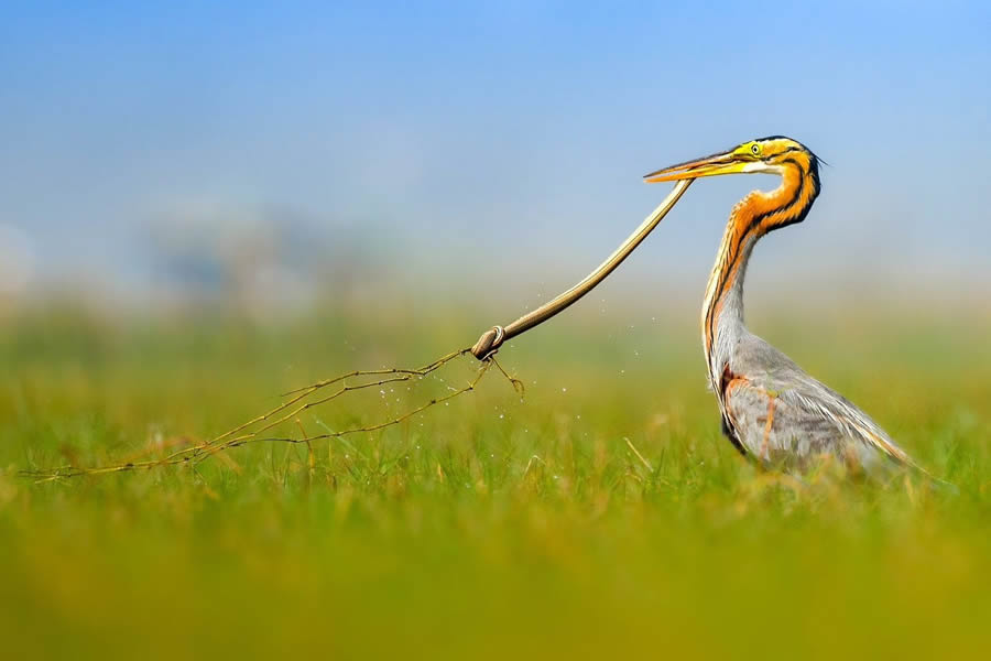 Indian Bird Photography By Kalyan Acharya
