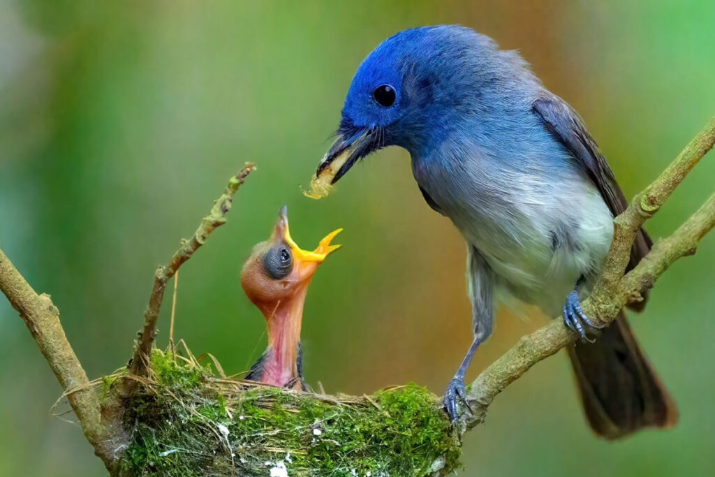 Indian Bird Photography By Kalyan Acharya