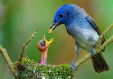 Indian Bird Photography By Kalyan Acharya