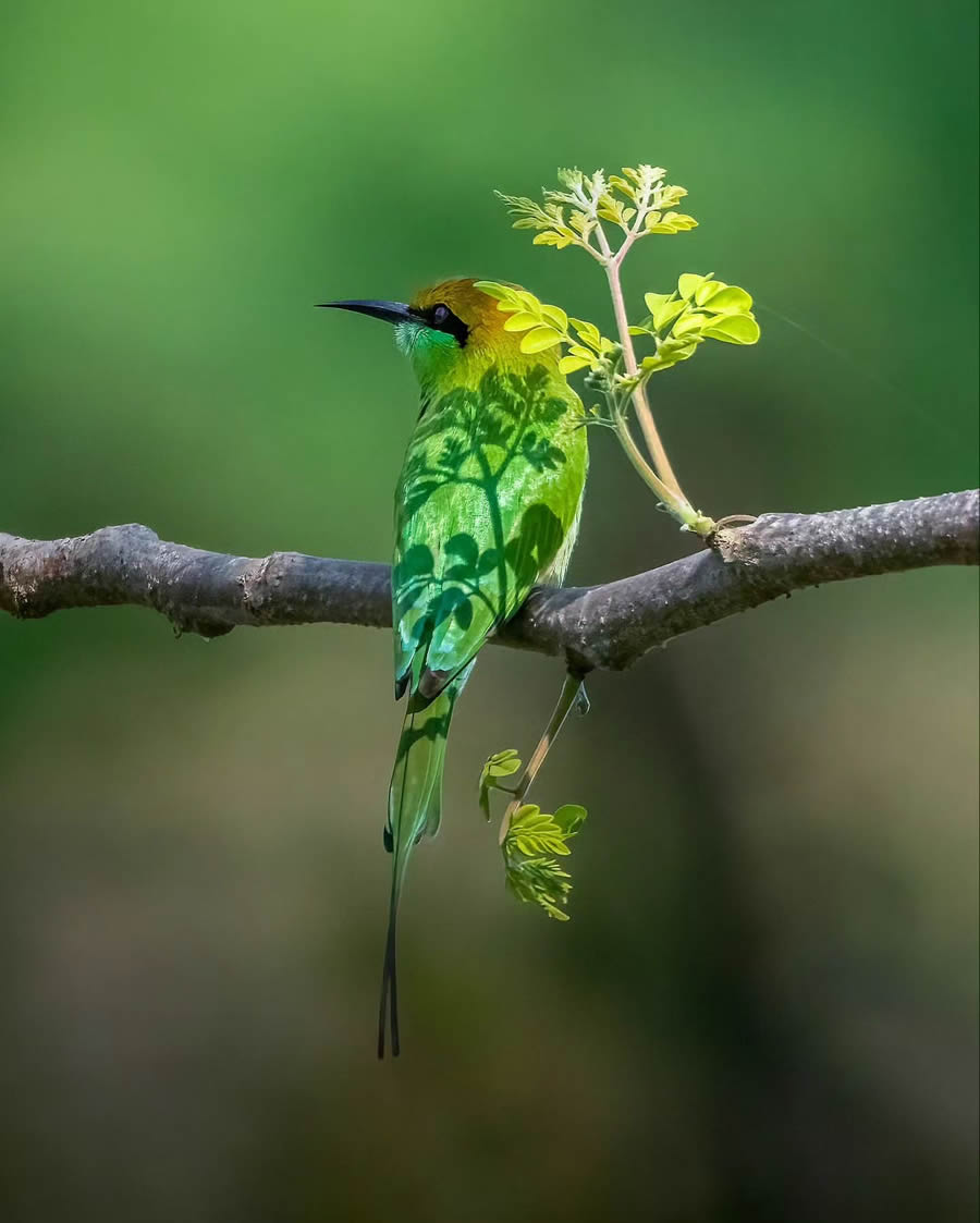 Best Photos Of Indian Wildlife Photography