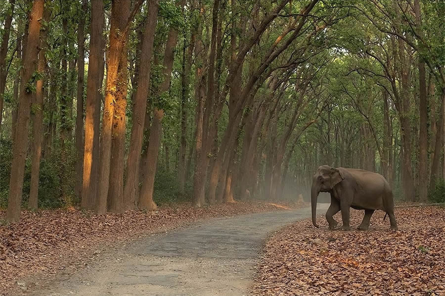 30 Breathtaking Photos Showcasing Indian Wildlife Photography