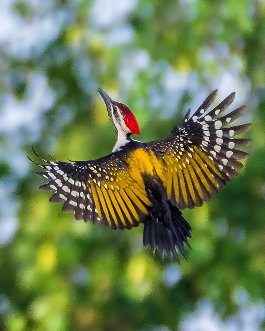 Best Photos Of Indian Wildlife Photography