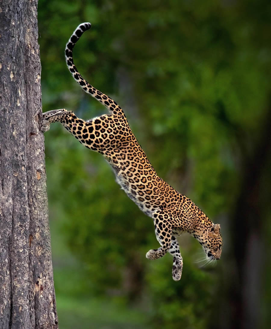 Best Photos Of Indian Wildlife Photography