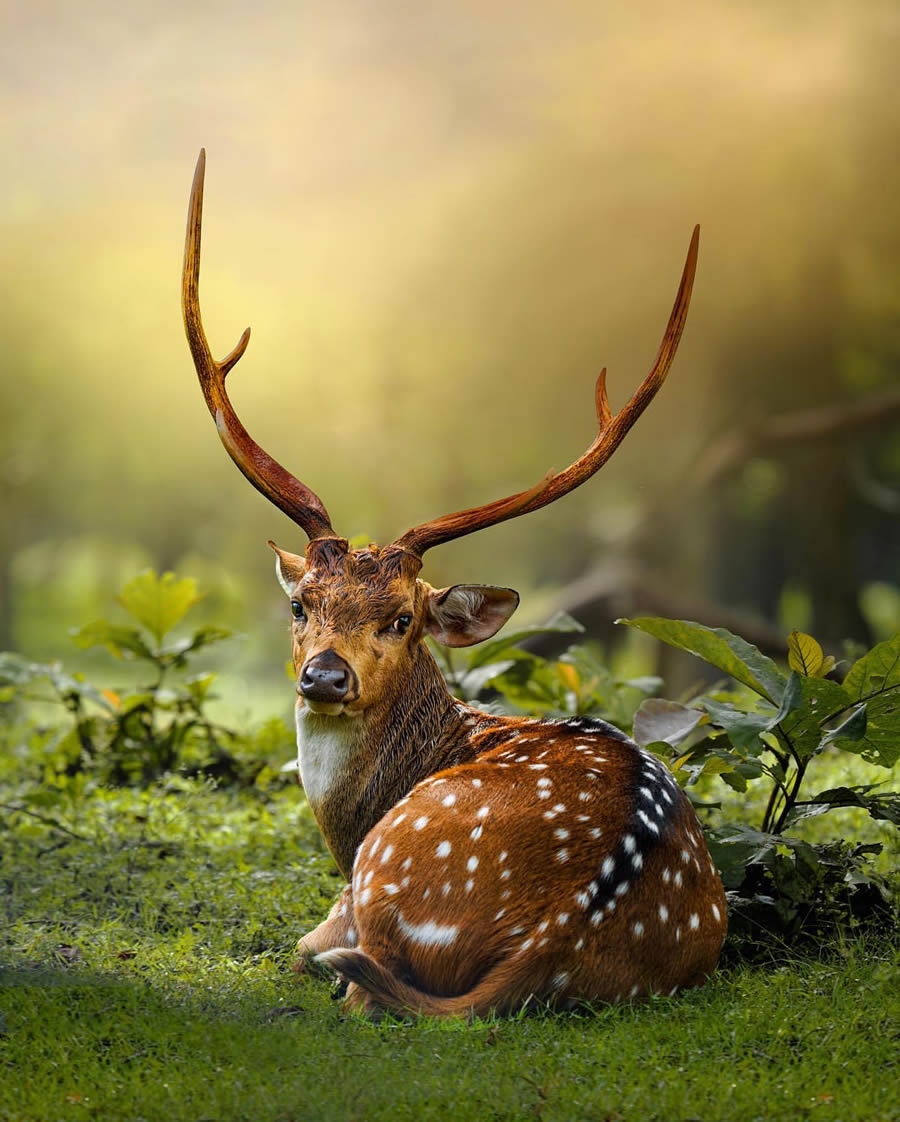 Best Photos Of Indian Wildlife Photography