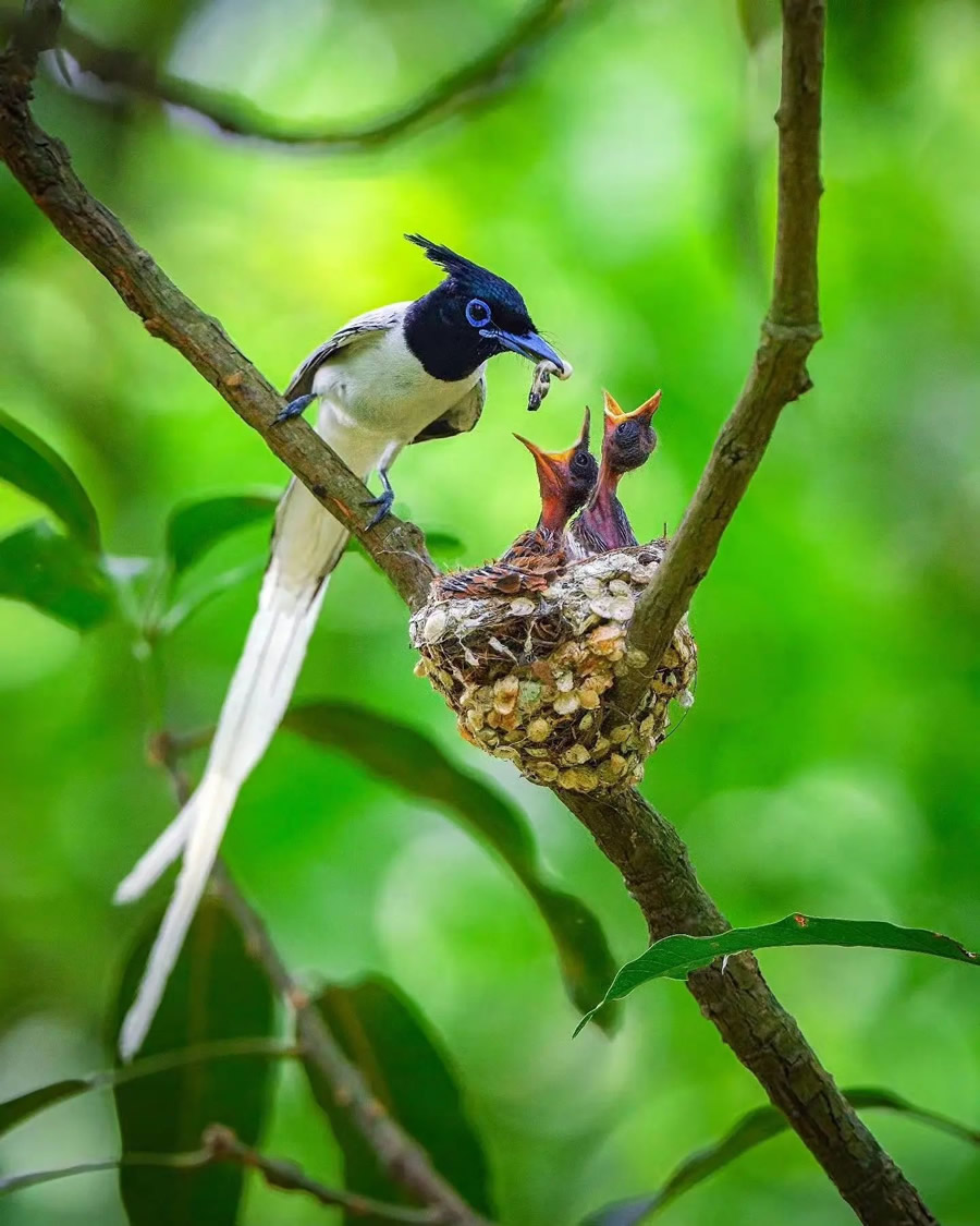 Best Photos Of Indian Wildlife Photography