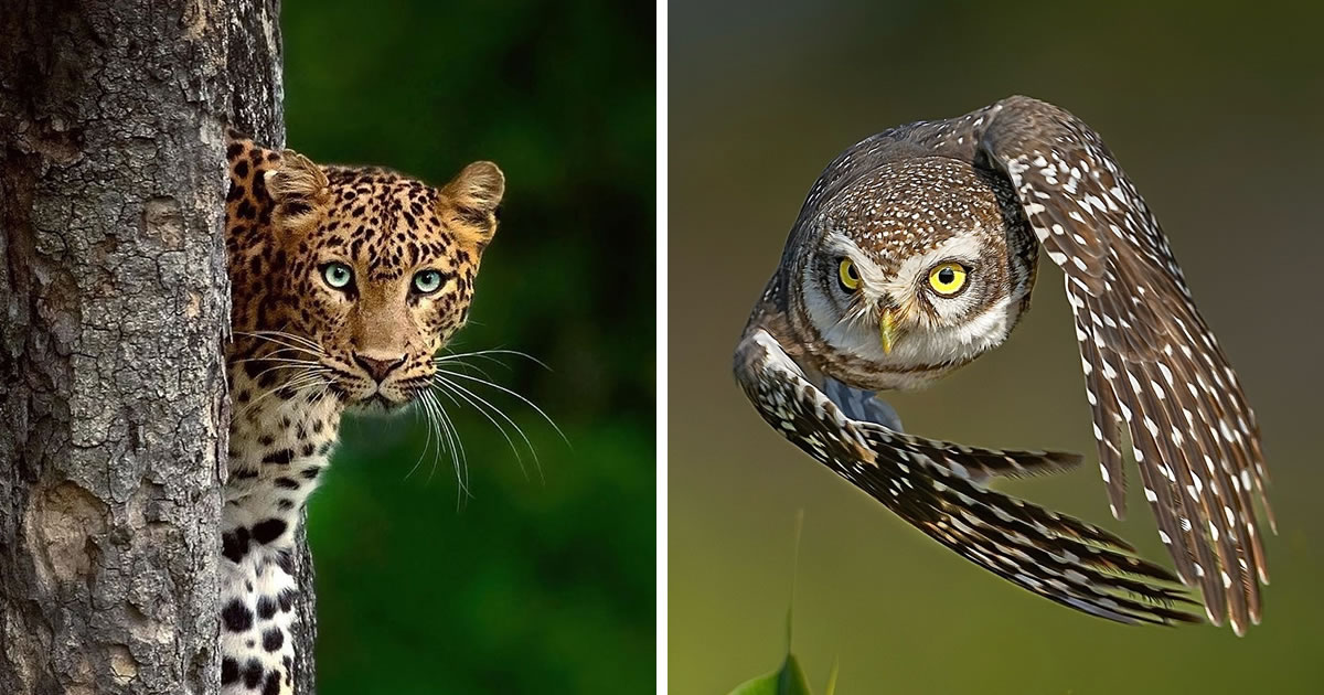 30 Breathtaking Photos Showcasing Indian Wildlife Photography