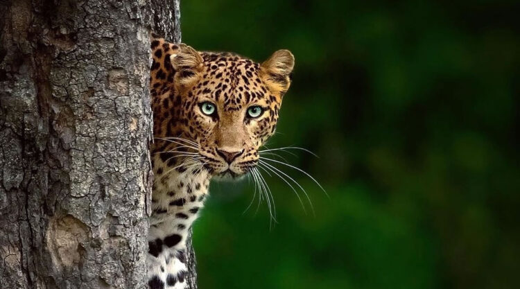 Best Photos Of Indian Wildlife Photography