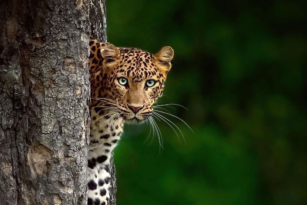 Best Photos Of Indian Wildlife Photography