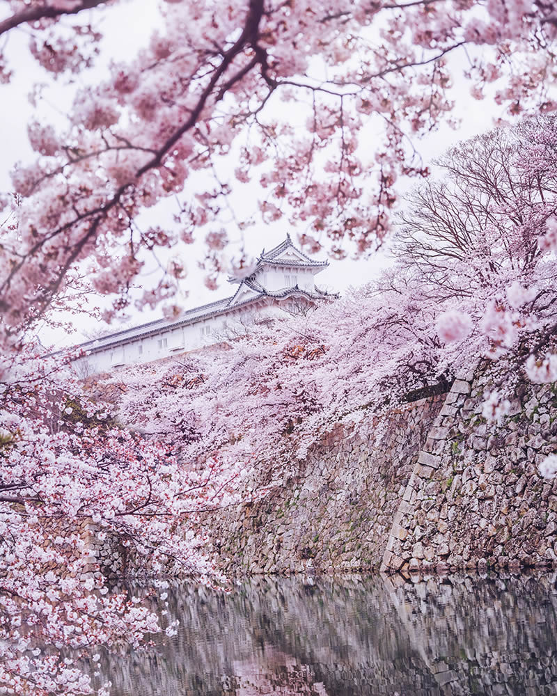 Japan Enchanting Cherry Blossom Photos