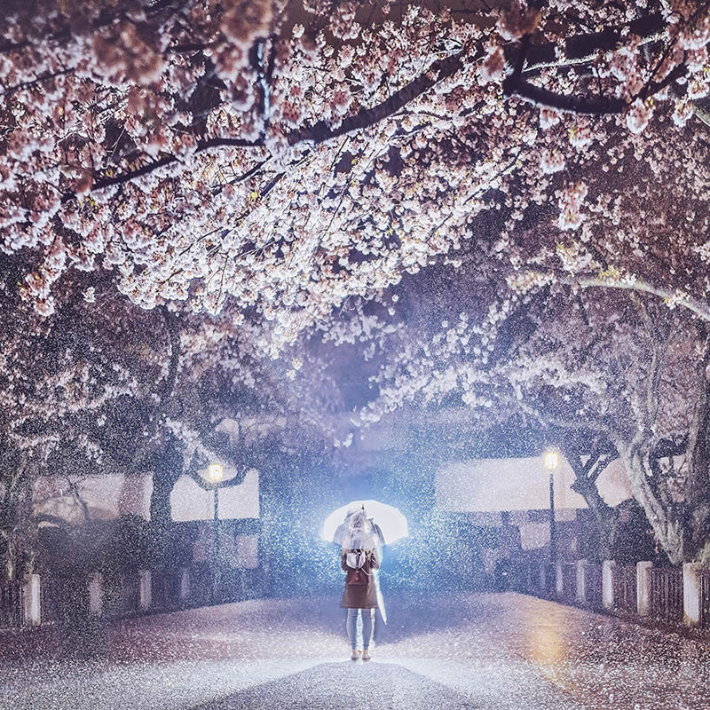 Japan Enchanting Cherry Blossom Photos