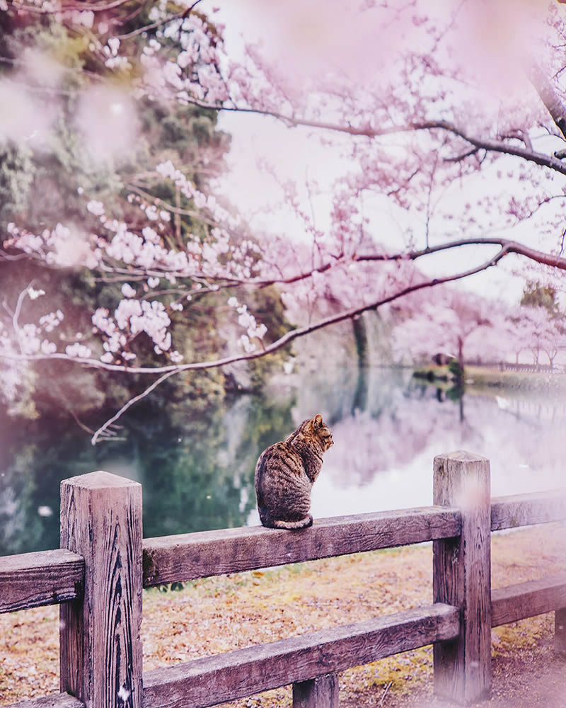 Japan Travel Photography By Kristina Makeeva