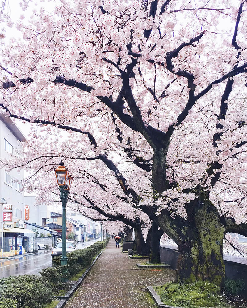 Japan Enchanting Cherry Blossom Photos