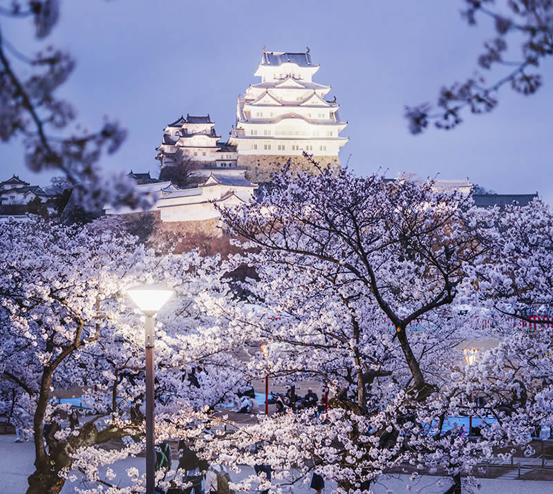 Japan Enchanting Cherry Blossom Photos