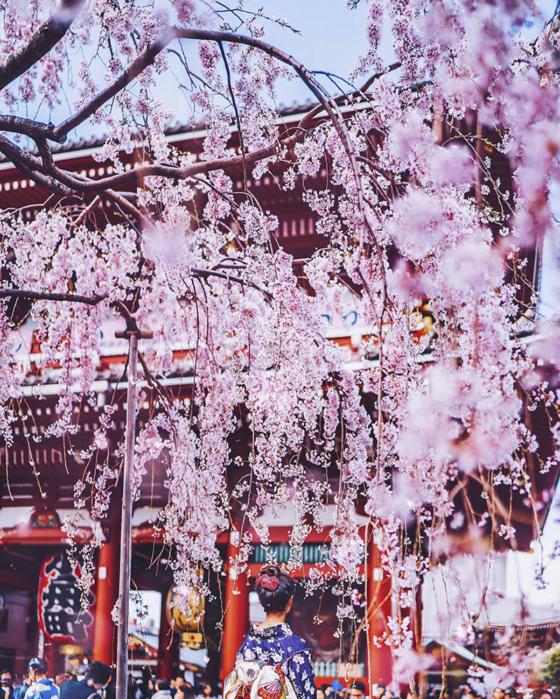 Japan Enchanting Cherry Blossom Photos