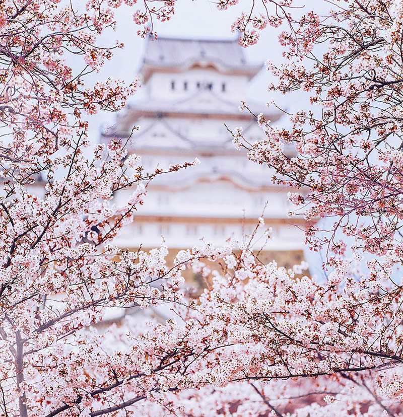 Japan Enchanting Cherry Blossom Photos