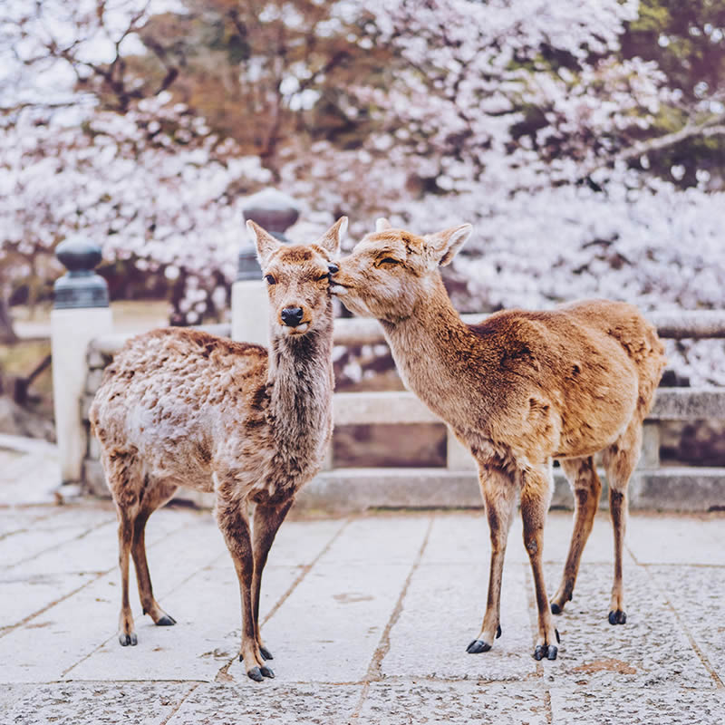 Japan Travel Photography By Kristina Makeeva