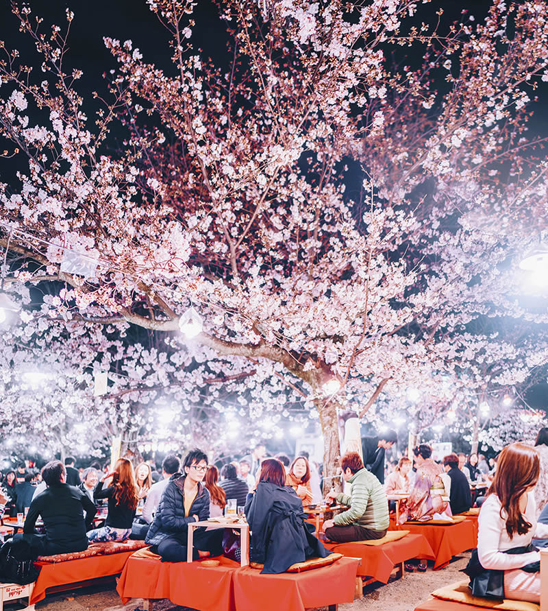 Japan Enchanting Cherry Blossom Photos