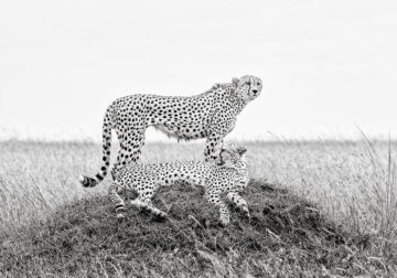 Black And White Wildlife Photos Of Kenya By Peter Delaney