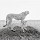 Black And White Wildlife Photos Of Kenya By Peter Delaney