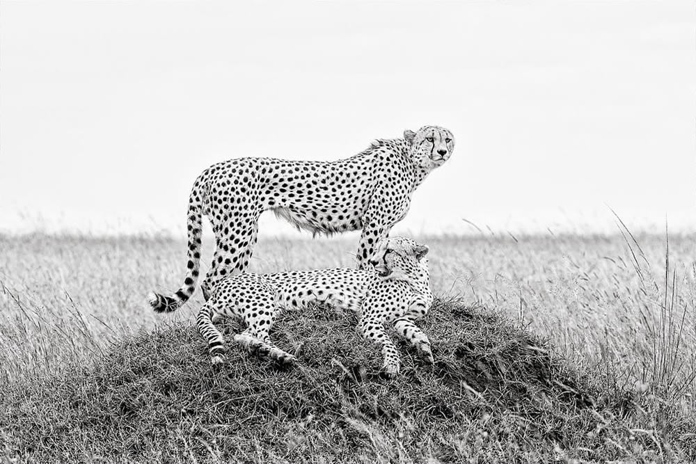 Black And White Wildlife Photos Of Kenya By Peter Delaney