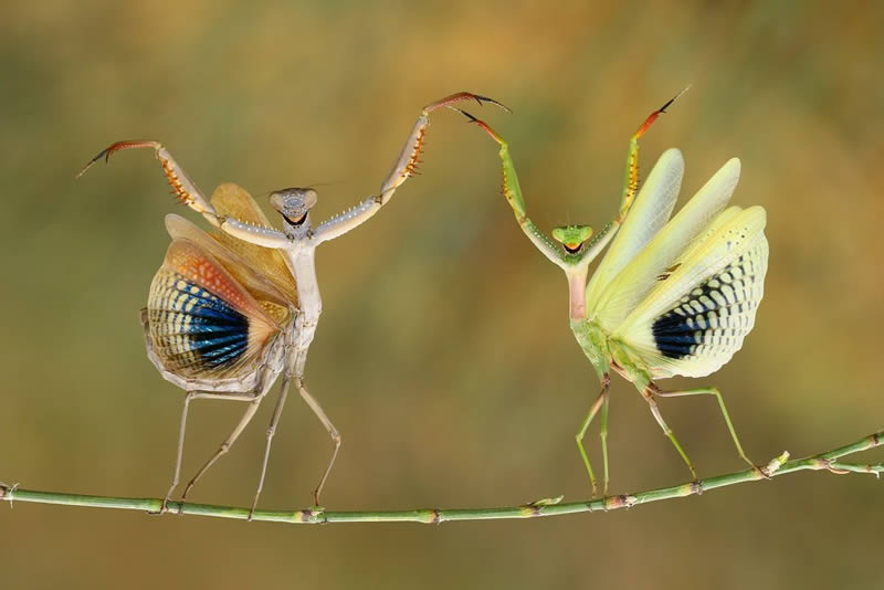 Macro Photos Of Insects By Hasan Baglar