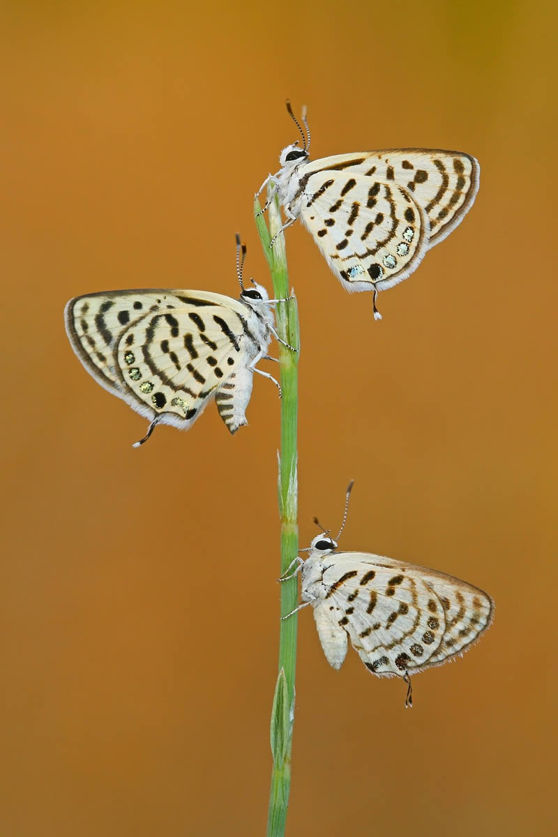 Macro Photos Of Insects By Hasan Baglar