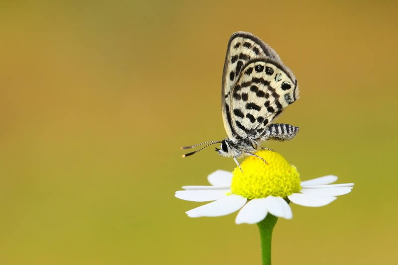 Macro Photos Of Insects By Hasan Baglar