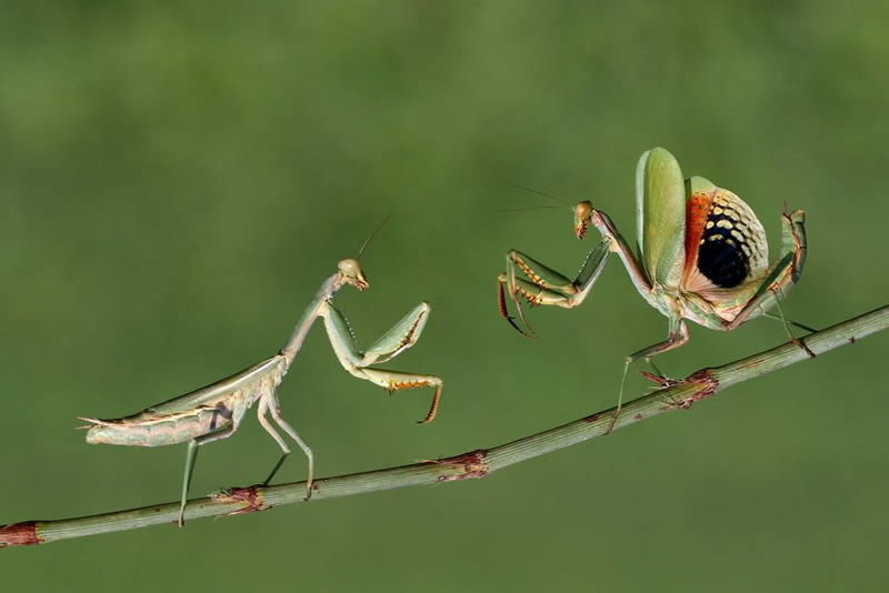 Macro Photos Of Insects By Hasan Baglar