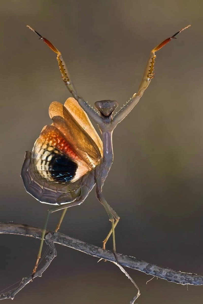 Macro Photos Of Insects By Hasan Baglar