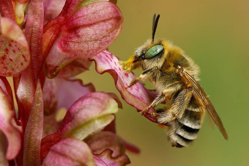 Macro Photos Of Insects By Hasan Baglar