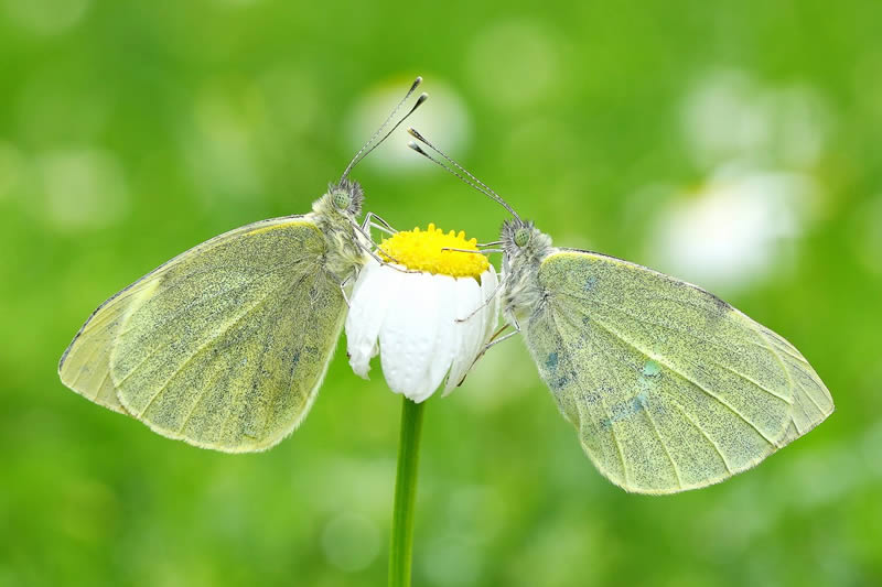 Macro Photos Of Insects By Hasan Baglar