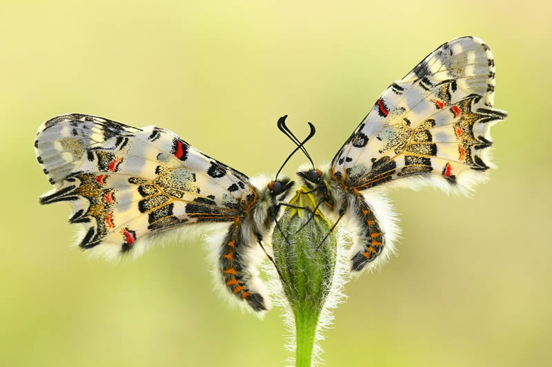 Macro Photos Of Insects By Hasan Baglar