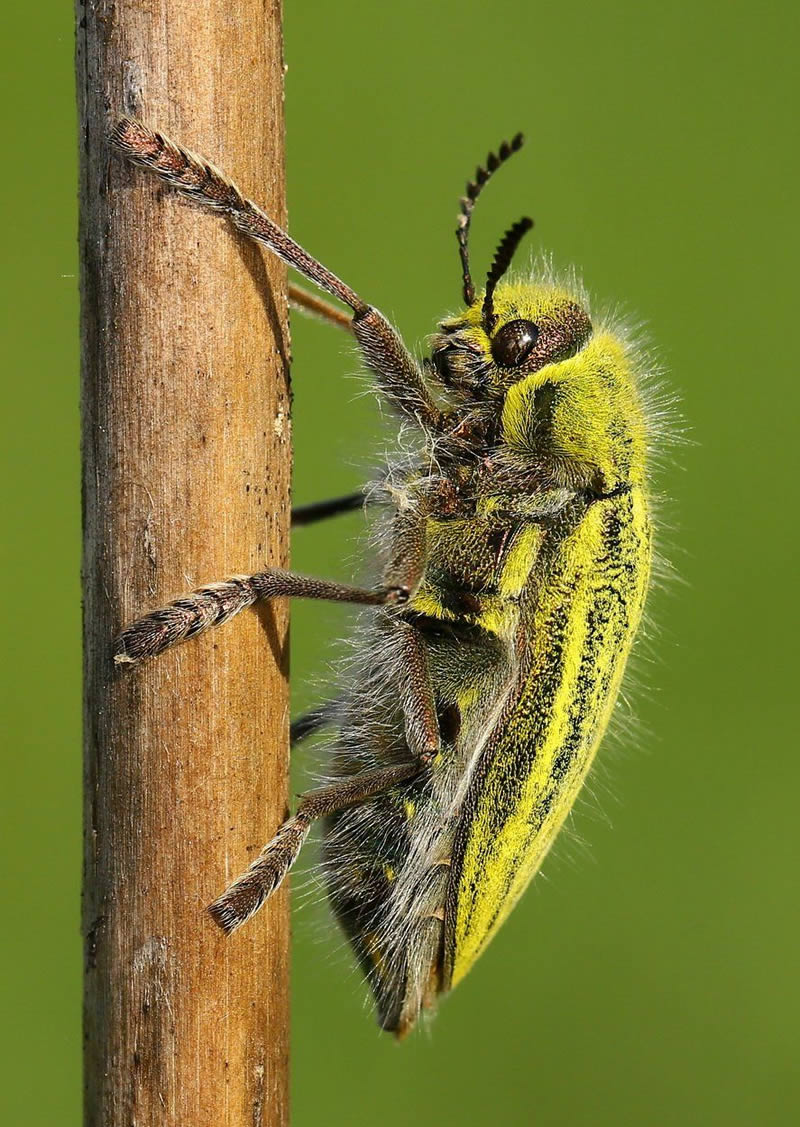 Macro Photos Of Insects By Hasan Baglar