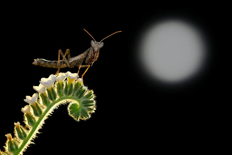 Macro Photos Of Insects By Hasan Baglar